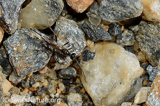 Photo: Pimpla rufipes. Body length: about 10-15 mm.