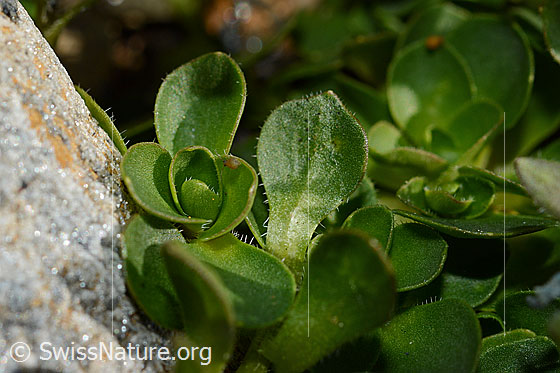 Photo: Campanula cenisia. Leaves.