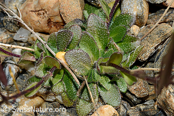 Photo: Arabis alpina. Leaves.