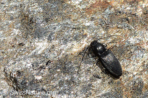 Photo: Click beetle (Hemicrepidius niger)
