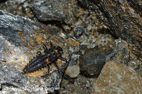 Foto: Wahrscheinlich Variabler Flach-Marienkäfer (Hippodamia variegata Alias: Adonia variegata), Larve, auf einem Stein. Länge 6mm.