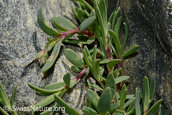 Foto: Kriechendes Gipskraut (Gypsophila repens). Blätter.