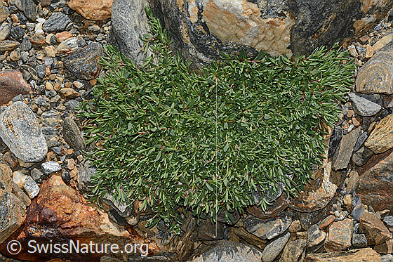 Foto: Kriechendes Gipskraut (Gypsophila repens). Polster.