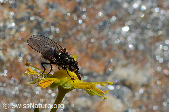 Photo: Probably Blumenfliege auf Bewimpertem Steinbrech (Saxifraga aizoides). View from diagonally above.