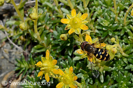 Foto: Mondfleck-Feldschwebfliege (Eupeodes luniger) auf Bewimpertem Steinbrech (Saxifraga aizoides). Länge 9 - 12mm. Männchen. Ansicht von oben.
