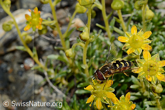 Foto: Mondfleck-Feldschwebfliege (Eupeodes luniger) auf Bewimpertem Steinbrech (Saxifraga aizoides). Länge 9 - 12mm. Männchen. Ansicht von schräg oben.