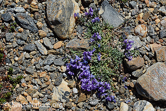 Photo: Linaria alpina. Whole plant.