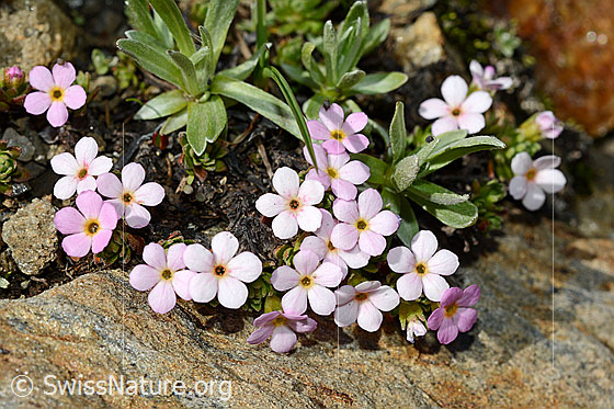 Foto: Alpen-Mannsschild (Androsace alpina). Blüten.