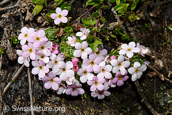 Photo: Androsace alpina. Whole plant (habiti).