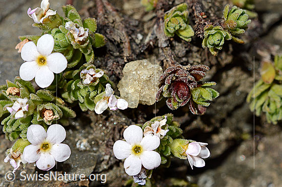 Foto: Alpen-Mannsschild (Androsace alpina). Ganze Pflanze.