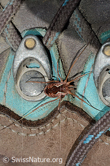Foto: Wahrscheinlich Gemeiner Gebirgsweberknecht (Mitopus morio). Auf Bergschuh sitzend. Ansicht von oben.
Körperlänge: Männchen 4.5 - 6.5mm, Weibchen 7 - 9mm.