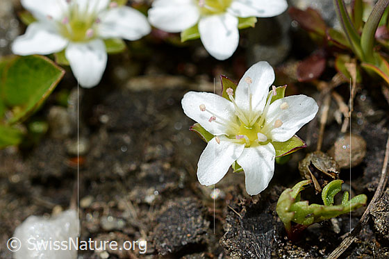 Photo: Arenaria biflora. Blossom.