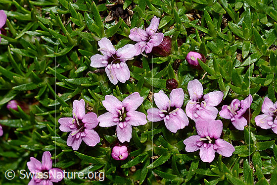 Photo: Silene acaulis. Blossoms and leaves.
