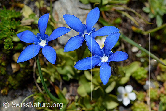 Foto: Kurzblättriger Enzian (Gentiana brachyphylla). Blüten. Wird auch Kurzblatt-Enzian genannt.