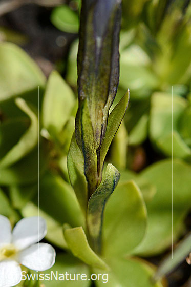 Foto: Kurzblättriger Enzian (Gentiana brachyphylla). Blätter, Stängel und Zipfel.