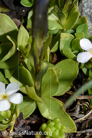 Foto: Kurzblättriger Enzian (Gentiana brachyphylla). Grundständige Blätter, Rosette.