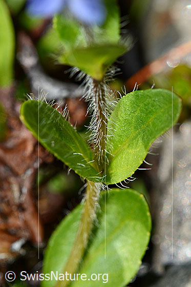 Foto: Alpen-Ehrenpreis (Veronica alpina). Stängel und Blätter.