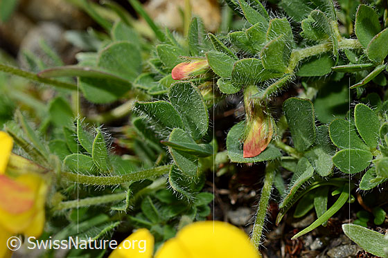Foto: Alpen-Hornklee (Lotus alpinus). Blätter.
