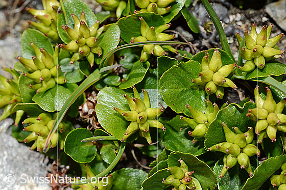 Photo: Salix herbacea. Blötter and fruits.