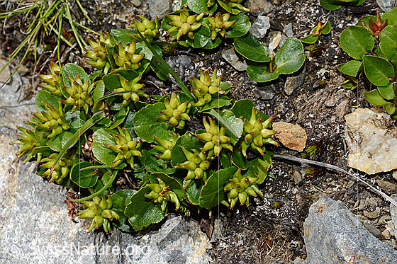 Foto: Kraut-Weide (Salix herbacea). Ganze Pflanze (Habitus).