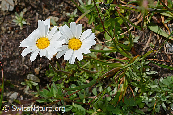 Photo: Leucanthemopsis alpina. Whole plant.