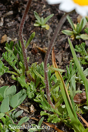 Photo: Leucanthemopsis alpina. Stem and leaves.