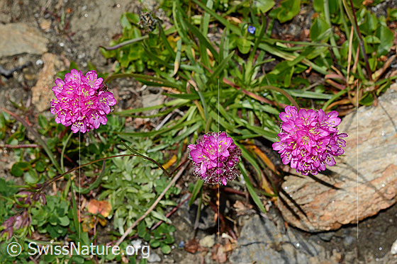 Foto: Alpen-Pechnelke (Silene suecica). Ganze Pflanze.