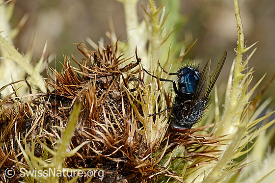 Photo: Calliphora vicina on Cirsium spinosissimum. Male. Length 6 - 13 mm. View from the side.