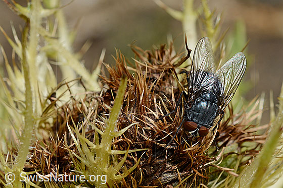 Foto: Calliphora vicina (Schmeissfliege). Männchen. Länge 6 - 13 mm. Ansicht von oben.