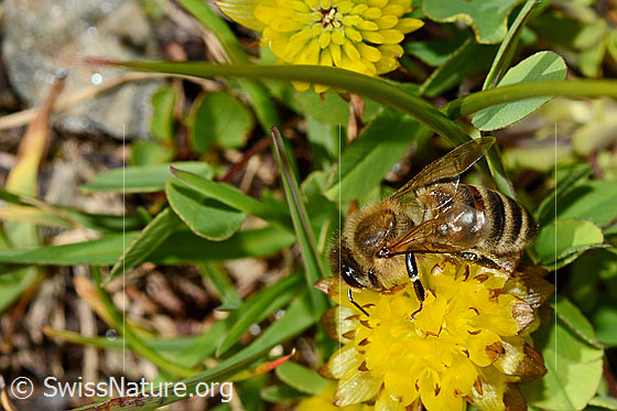 Foto: Italienische Biene (Apis mellifera ligustica) an Braun-Klee (Trifolium badium). Alias: Italiener-Biene. Länge 11-13mm.