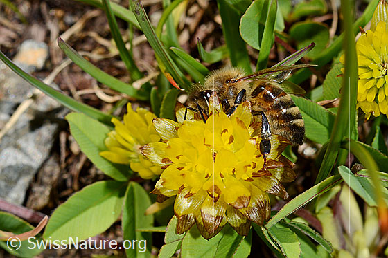 Foto: Italienische Biene (Apis mellifera ligustica) an Braun-Klee (Trifolium badium). Alias: Italiener-Biene. Länge 11-13mm.