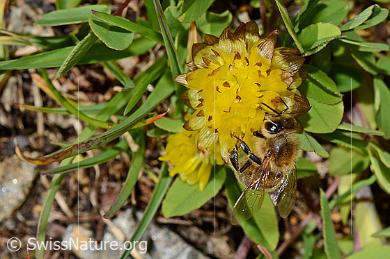 Foto: Italienische Biene (Apis mellifera ligustica) an Braun-Klee (Trifolium badium). Alias: Italiener-Biene. Länge 11-13mm.