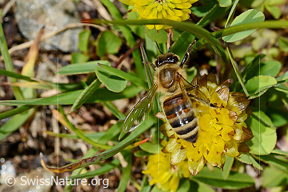 Foto: Italienische Biene (Apis mellifera ligustica) an Braun-Klee (Trifolium badium). Alias: Italiener-Biene. Länge 11-13mm. Ansicht von oben.