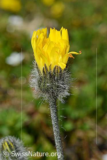 Photo: Hieracium piliferum. Stem and half opened flower from the side.