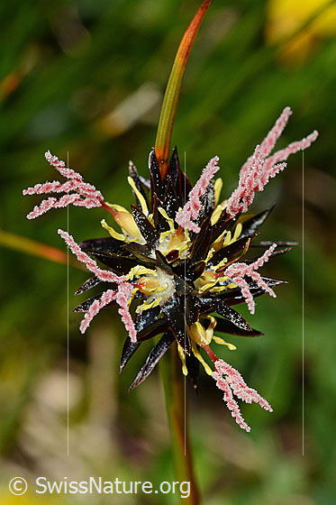 Foto: Jacquins Binse (Juncus jacquinii). Wird auch Gämsen-Binse genannt. Blütenstand.