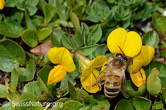 Foto: Italienische Biene (Apis mellifera ligustica) an Alpen-Hornklee (Lotus alpinus) . Alias: Italiener-Biene. Länge 11-13mm.
