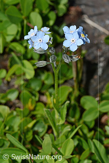Foto: Alpen-Vergissmeinnicht (Myosotis alpestris). Ganze Pflanze.