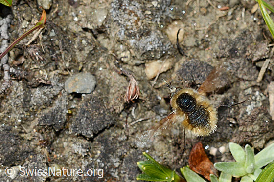 Photo: Bombylius semifuscus. Female. View from above.