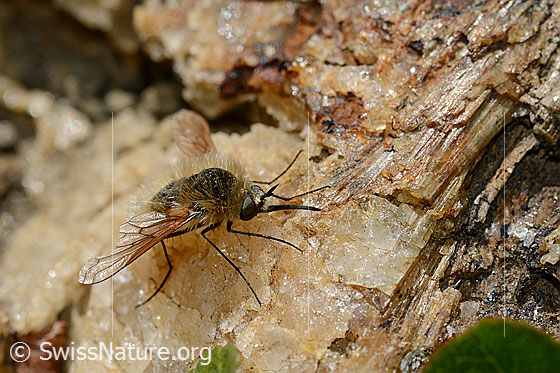 Photo: Bombylius semifuscus. Female. View from the side.