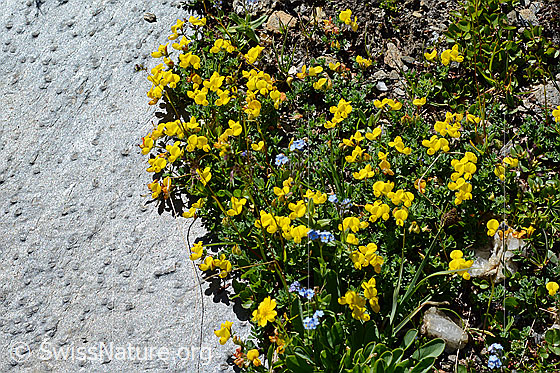 Foto: Alpen-Hornklee (Lotus alpinus). Polster.