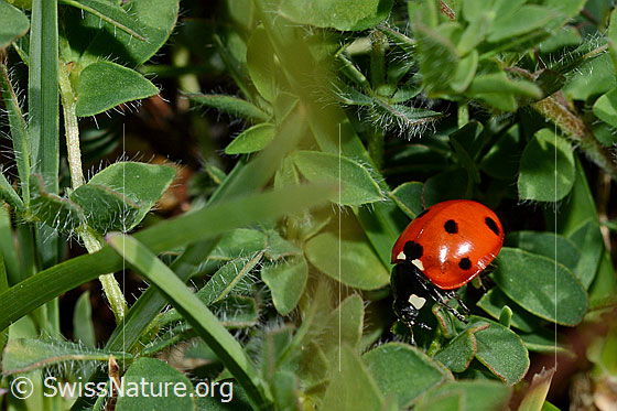 Photo: Coccinella septempunctata. Length 5.2 - 8mm.