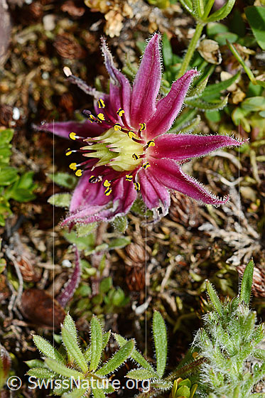 Foto: Berg-Hauswurz (Sempervivum montanum). Blüte offen.