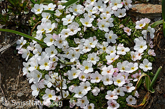 Foto: Alpen-Mannsschild (Androsace alpina). Polster.