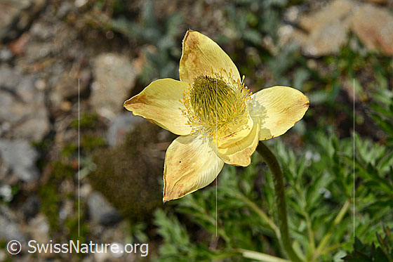 Photo: Pulsatilla alpina subsp. Apiifolia. Flower just before fading.
