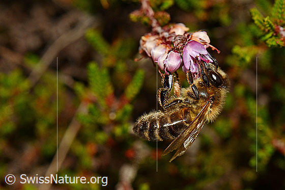 Foto: Honigbiene (Apis mellifera) an Besenheide (Calluna vulgaris). Länge 11 - 13mm. Ansicht von der Seite.