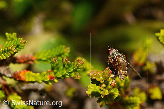 Foto: Wahrscheinlich Siphona geniculata (Raupenfliege). Länge 3 - 6.5mm. Ansicht von schräg hinten.