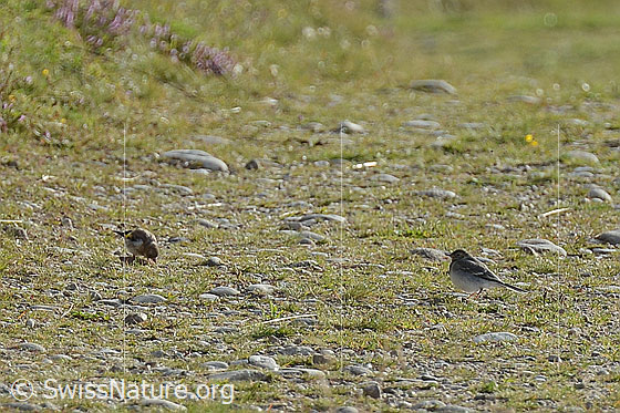 Foto: Junger Distelfink (Carduelis carduelis) und junge Bachstelze (Motacilla alba).