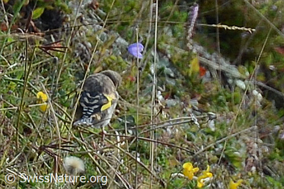 Foto: Junger Distelfink (Carduelis carduelis). Ansicht von hinten.