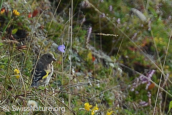 Photo: Young Carduelis carduelis. View from side back.
