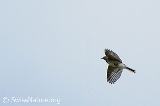 Foto: Junge Bachstelze (Motacilla alba). Im Flug.
